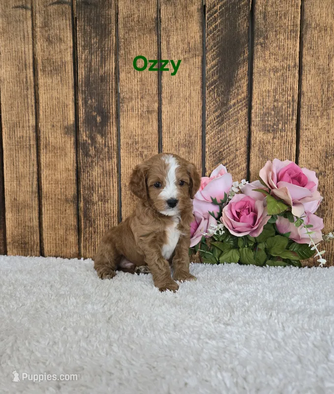 Ozzy F1B – Cavapoo puppy for sale in Pittsford, MI