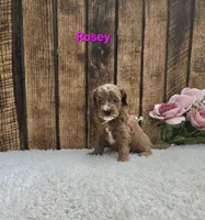 Rosey F1B, a female Cavapoo for sale in Pittsford, MI – Photo 2 of 2
