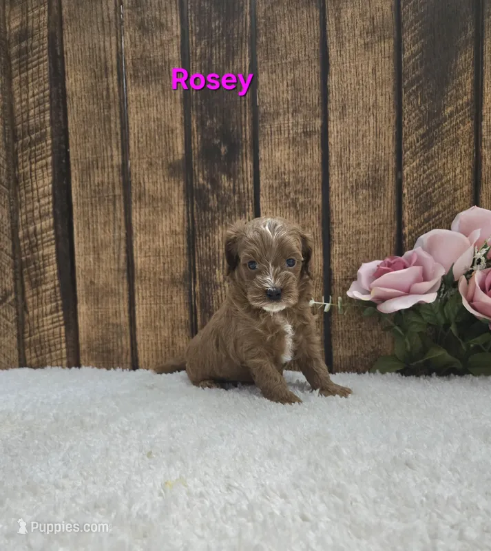 Rosey F1B – Cavapoo puppy for sale in Pittsford, MI