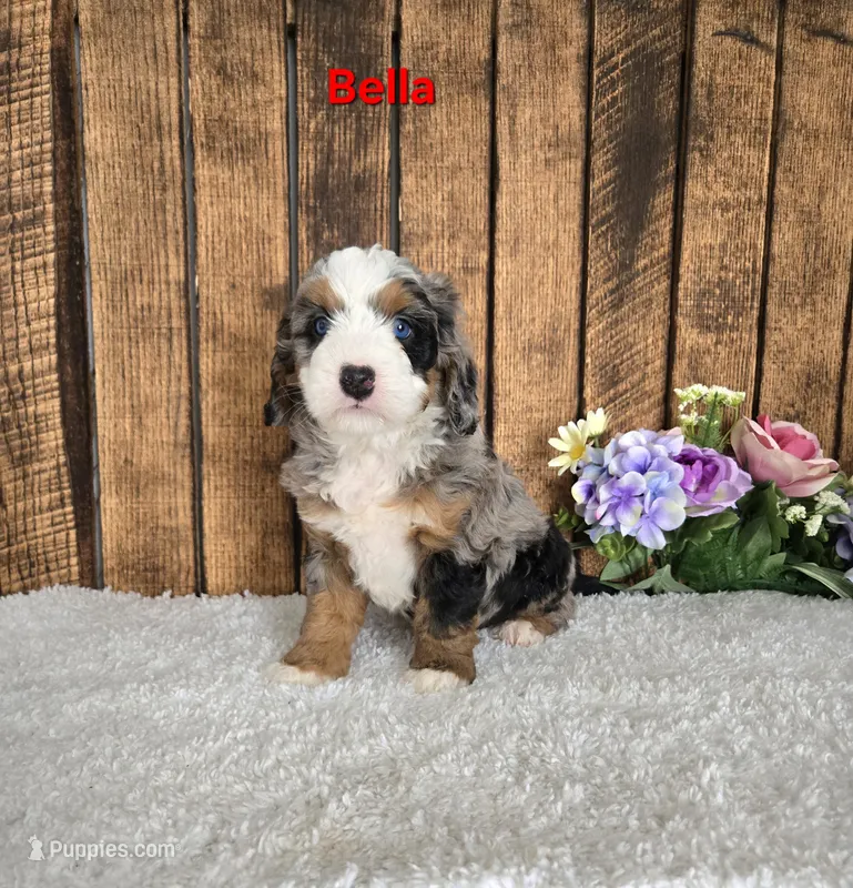 Bella – Miniature Bernedoodle puppy for sale in Pittsford, MI