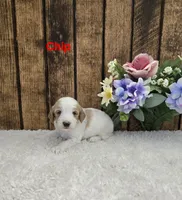 Chip F1B, a male Cavapoo for sale in Pittsford, MI – 2 of 2