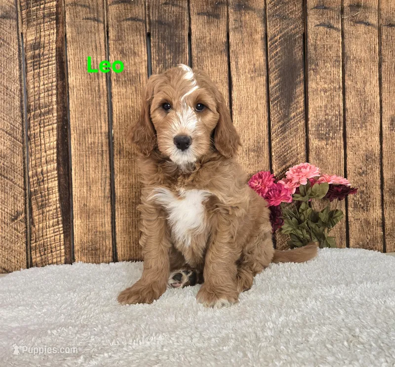 Leo F1B – Miniature Goldendoodle puppy for sale in Pittsford, MI