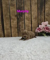 Murphy F1B, a male Cavapoo for sale in Pittsford, MI – Photo 2 of 2