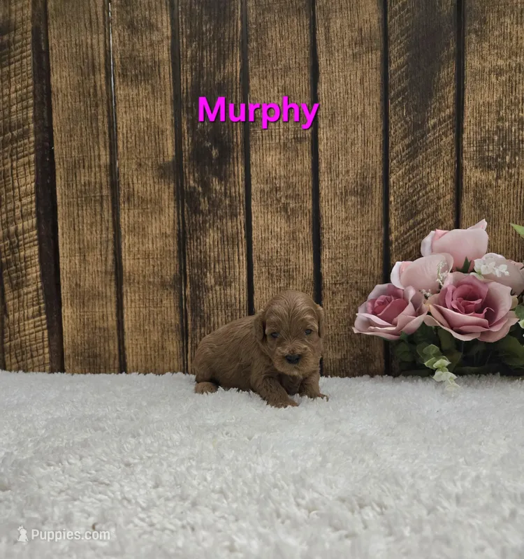Murphy F1B – Cavapoo puppy for sale in Pittsford, MI