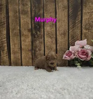 Murphy F1B, a male Cavapoo for sale in Pittsford, MI – Photo 1 of 2