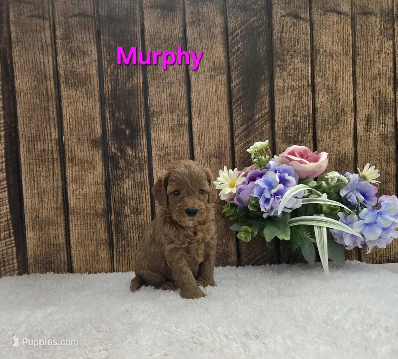 Murphy F1B – Cavapoo puppy for sale in Pittsford, MI