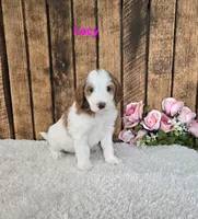Lacy F1B, a female Miniature Goldendoodle for sale in Pittsford, MI – 2 of 2