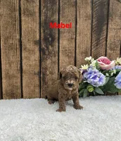 Mabel F1B, a female Cavapoo for sale in Pittsford, MI – 2 of 2