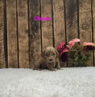 Clover F1B, a female Cavapoo for sale in Pittsford, MI – 1 of 2