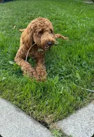 Teddy F1B, a male Cavapoo for sale in Pittsford, MI – 3 of 4