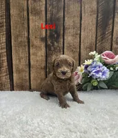 Lexi F1B, a female Cavapoo for sale in Pittsford, MI – 2 of 2