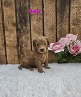 Ruby F1B, a female Cavapoo for sale in Pittsford, MI – Photo 2 of 2