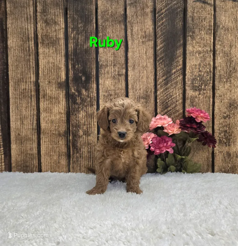 Ruby F1B – Cavapoo puppy for sale in Pittsford, MI