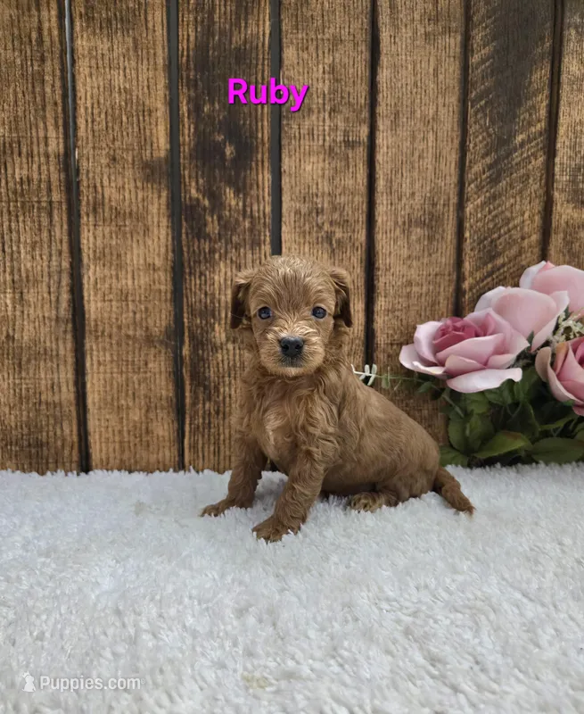 Ruby F1B – Cavapoo puppy for sale in Pittsford, MI