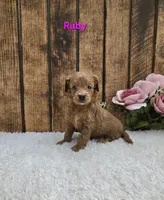 Ruby F1B, a female Cavapoo for sale in Pittsford, MI – Photo 1 of 2