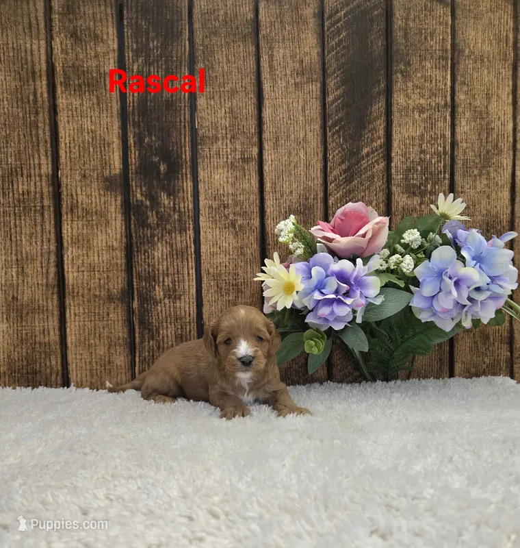 Rascal F1B – Cavapoo puppy for sale in Pittsford, MI