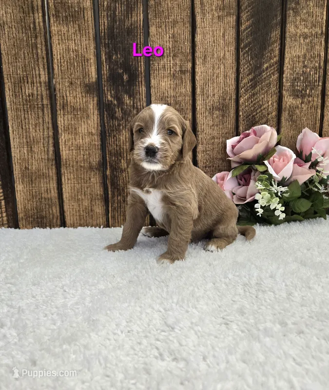 Leo F1B – Miniature Goldendoodle puppy for sale in Pittsford, MI