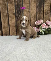 Leo F1B, a male Miniature Goldendoodle for sale in Pittsford, MI – 1 of 2