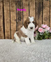 Rowdy F1B, a male Miniature Goldendoodle for sale in Pittsford, MI – 2 of 2