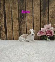 Zeke F1B, a male Cavapoo for sale in Pittsford, MI – Photo 2 of 2