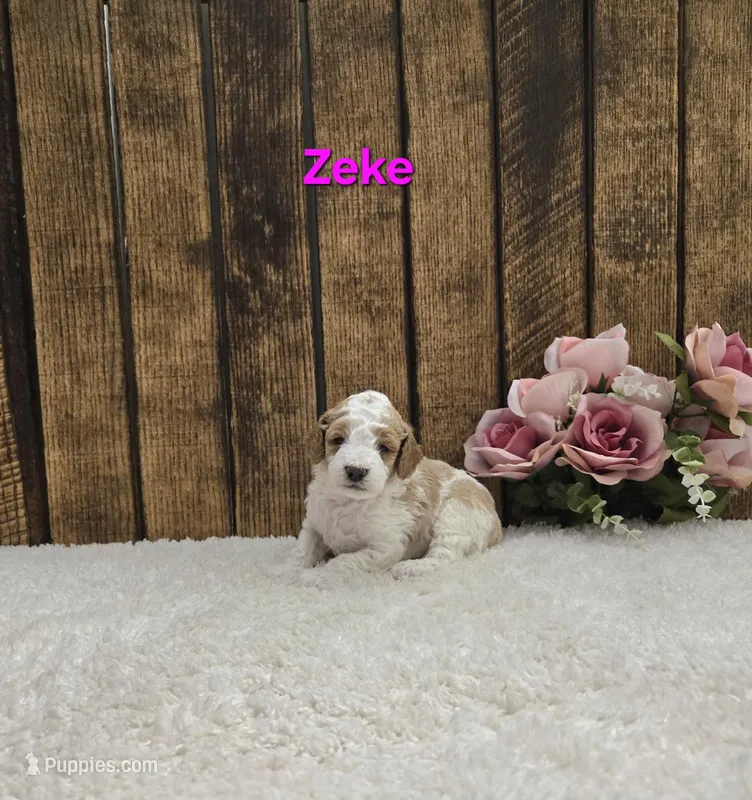 Zeke F1B – Cavapoo puppy for sale in Pittsford, MI
