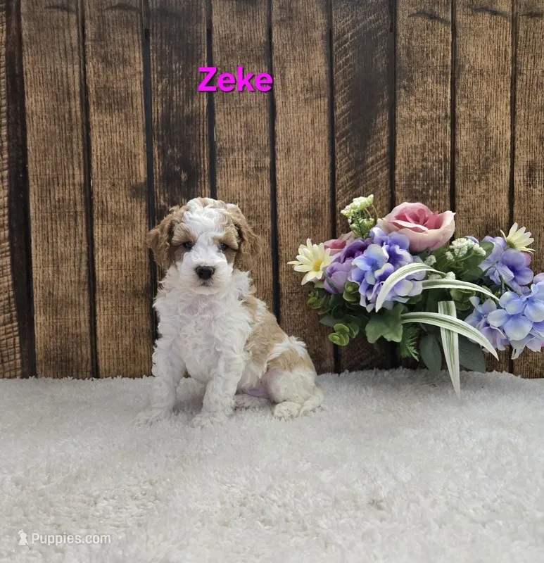 Zeke F1B – Cavapoo puppy for sale in Pittsford, MI