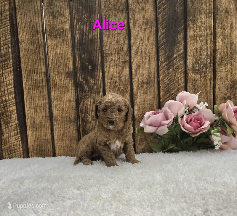 Alice F1B – Cavapoo puppy for sale in Pittsford, MI