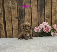 Alice F1B, a female Cavapoo for sale in Pittsford, MI – Photo 1 of 2