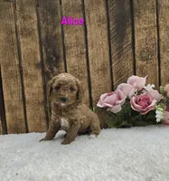 Alice F1B, a female Cavapoo for sale in Pittsford, MI – Photo 2 of 2