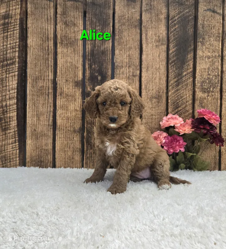 Alice F1B – Cavapoo puppy for sale in Pittsford, MI