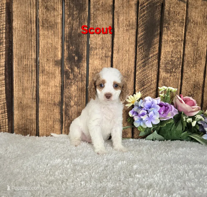 Scout F1B – Cavapoo puppy for sale in Pittsford, MI