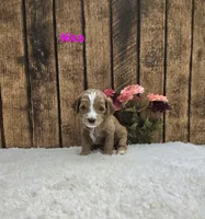 Nico F1B, a male Cavapoo for sale in Pittsford, MI – 2 of 2