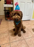 Teddy F1B, a male Cavapoo for sale in Pittsford, MI – 2 of 4