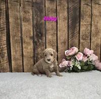Abby F1B, a female Miniature Goldendoodle for sale in Pittsford, MI – 2 of 2