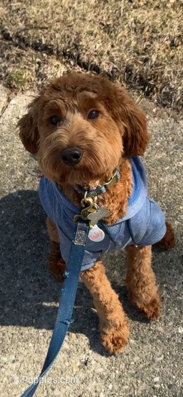 Teddy F1B – Cavapoo puppy for sale in Pittsford, MI