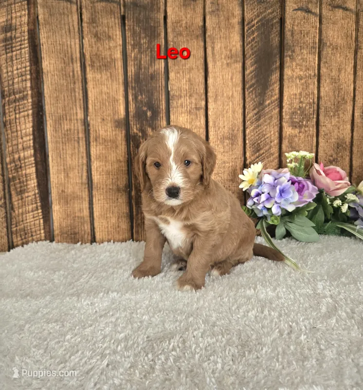 Leo F1B – Miniature Goldendoodle puppy for sale in Pittsford, MI