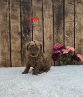 Jack F1B, a male Cavapoo for sale in Pittsford, MI – 2 of 2