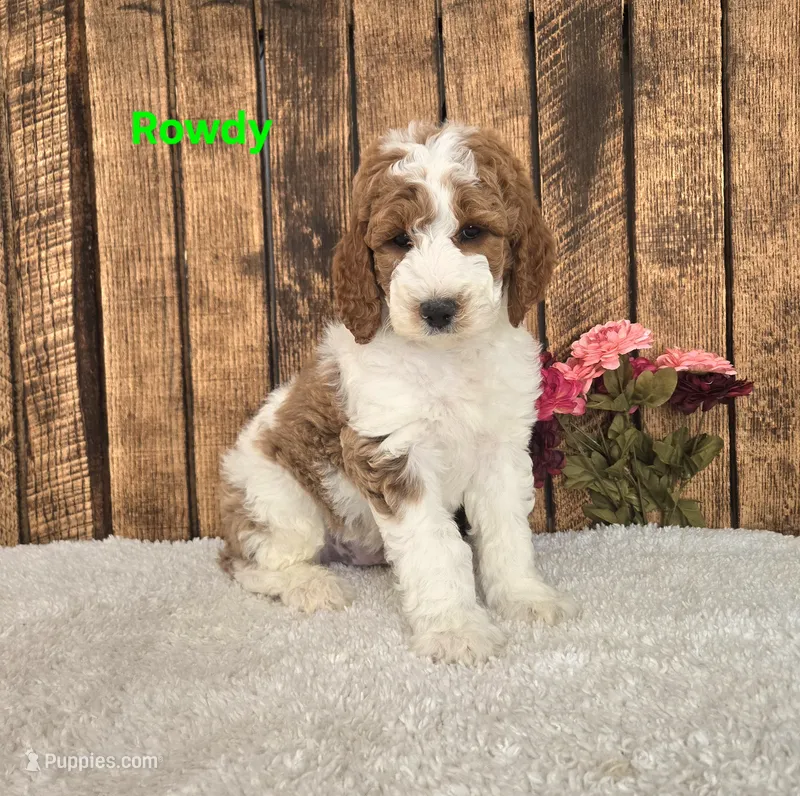 Rowdy F1B – Miniature Goldendoodle puppy for sale in Pittsford, MI