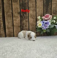 Nelly F1B, a female Cavapoo for sale in Pittsford, MI – 2 of 2