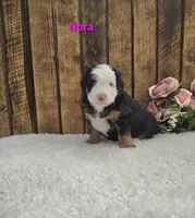 Nora, a female Miniature Bernedoodle for sale in Pittsford, MI – 2 of 2