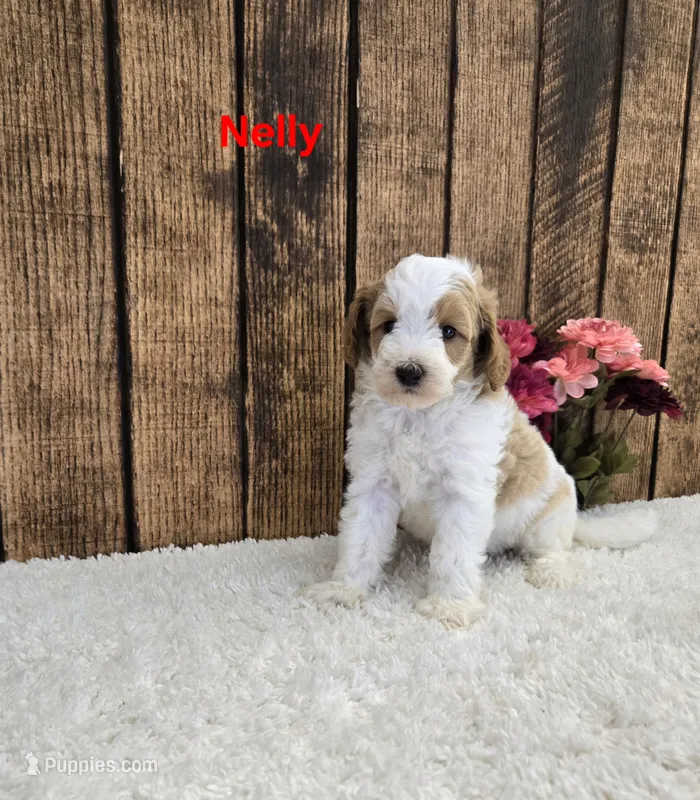 Nelly F1B – Cavapoo puppy for sale in Pittsford, MI