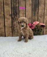 Finn F1B, a male Cavapoo for sale in Pittsford, MI – 2 of 2