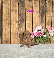 Zeke F1B, a male Cavapoo for sale in Pittsford, MI – 2 of 2