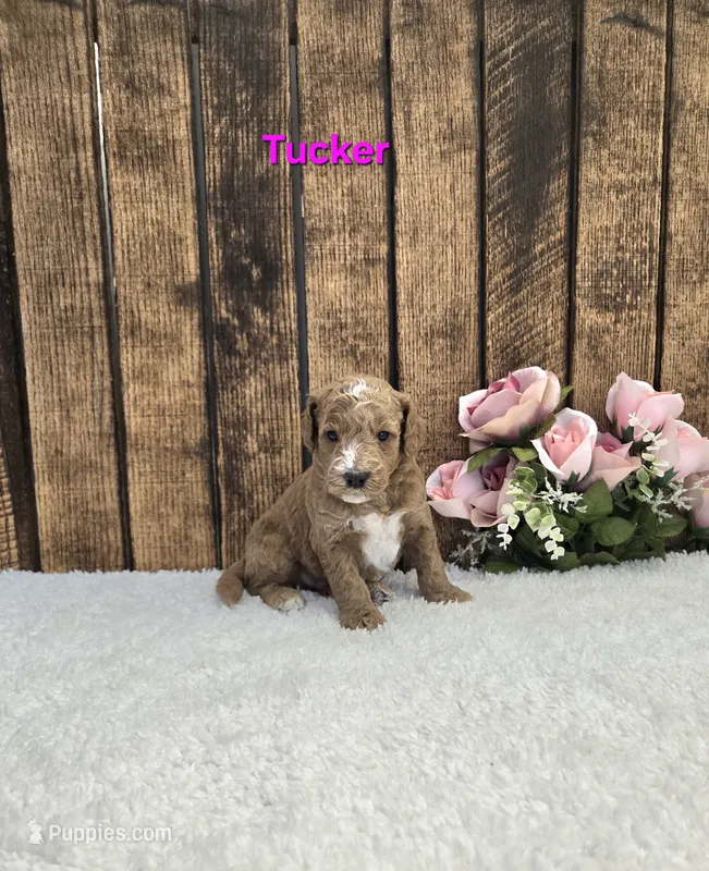 Tucker F1B – Miniature Goldendoodle puppy for sale in Pittsford, MI