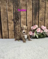 Tucker F1B, a male Miniature Goldendoodle for sale in Pittsford, MI – 1 of 2