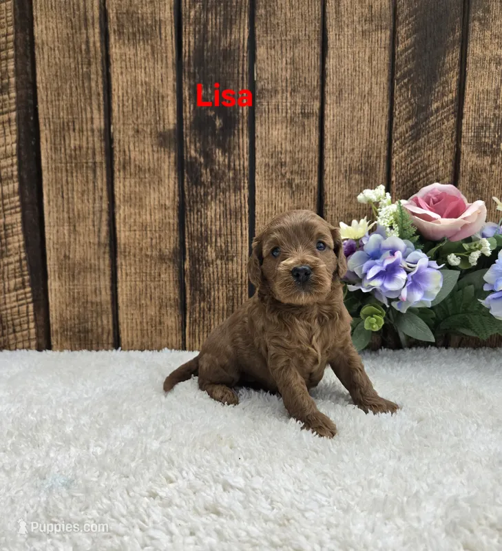 Lisa F1B – Cavapoo puppy for sale in Pittsford, MI
