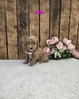 Allie F1B, a female Miniature Goldendoodle for sale in Pittsford, MI – 2 of 2
