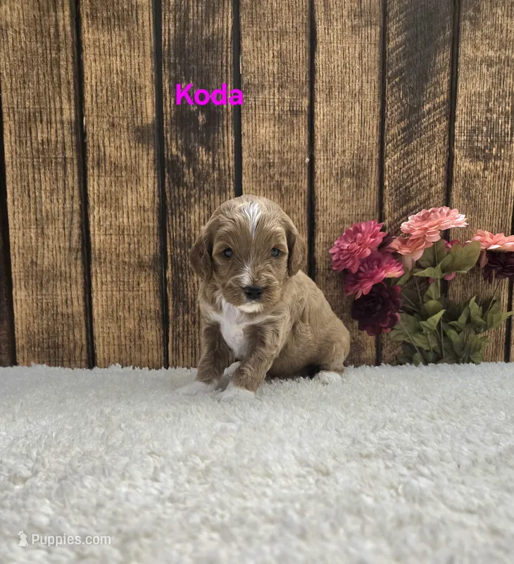 Koda F1B – Cavapoo puppy for sale in Pittsford, MI
