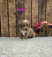 Koda F1B, a male Cavapoo for sale in Pittsford, MI – 1 of 2