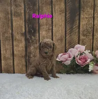 Ralphie F1B, a male Cavapoo for sale in Pittsford, MI – Photo 2 of 2